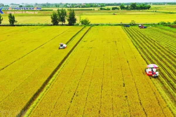Mua đất nông nghiệp: Những hạn chế pháp lý cần biết