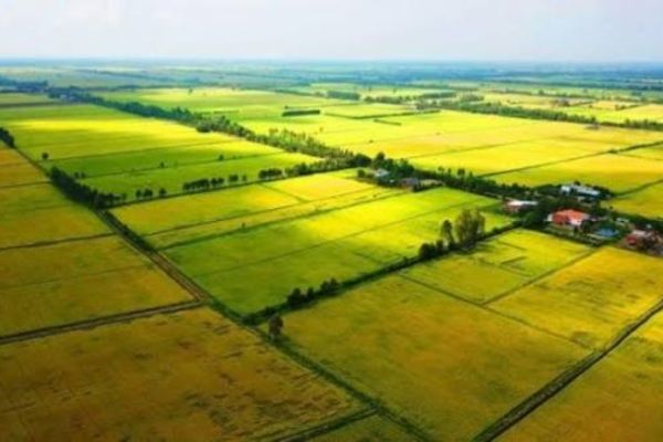 cho thuê đất nông nghiệp